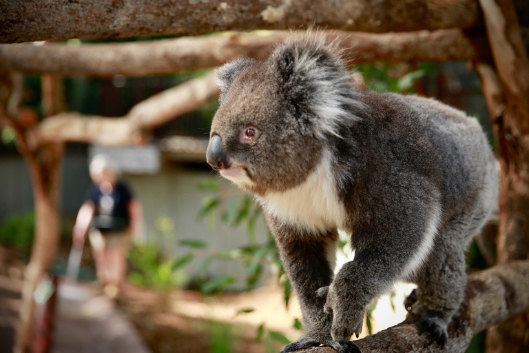 Melbourne Zoo: Australian Wildlife Experience Ticket