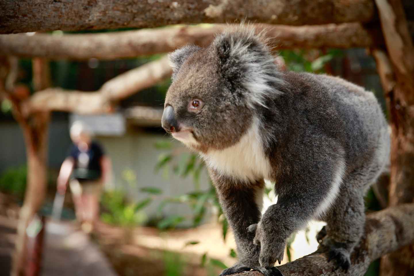 Melbourne Zoo: Australian Wildlife Experience Ticket - Melbourne Zoo: Australian Wildlife Experience Ticket