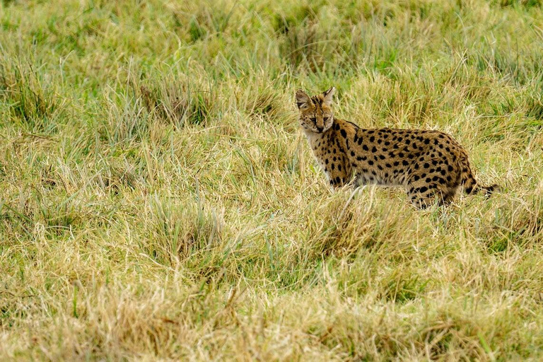 Wildlife-Safari 3 Tage 2 Nächte von Sansibar nach MikumiWildlife Safari 3 Tage 2 Nächte von Sansibar nach Mikumi