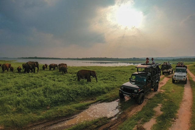 Minneriya: olifantensafari in het nationale park met hotel pick-up