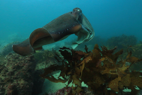 Sydney: Guided Snorkelling Tour - Shelly Beach
