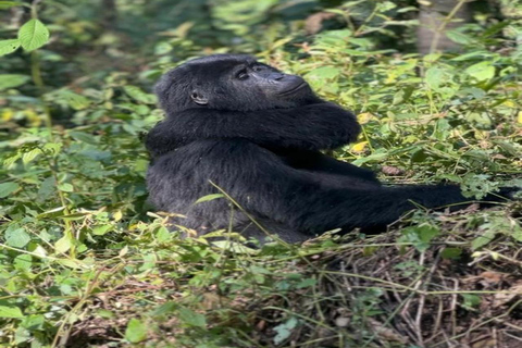 3 giorni di trekking dei gorilla di montagna con partenza da Entebbe e arrivo a Kigali3 giorni di trekking dei gorilla di montagna con partenza da Entebbe e termine a Kigali