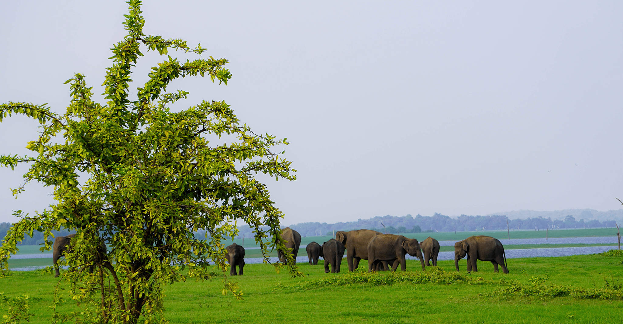 Kaudulla National Park Half Day Sri Lanka Jeep Safari - SuiteTrails