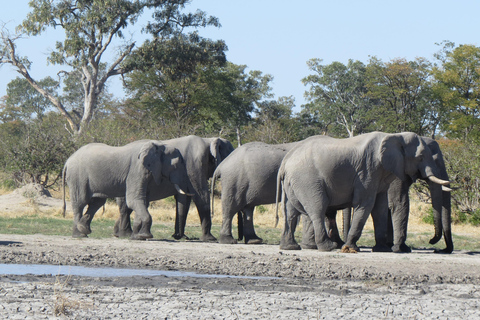 Victoria Falls: Hwange National Park Full-Day Safari