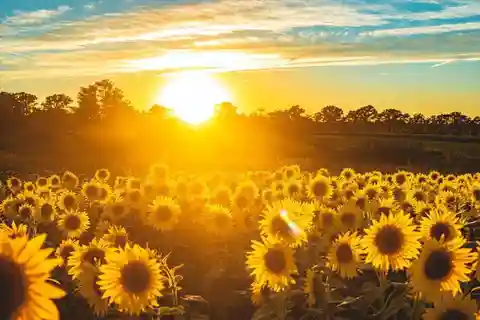 Yolo: Vineyards, Farms & Cultural Gems - Audio Driving Tour