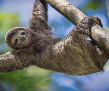 Manuel Antonio Park: Manuel Antonio Park Nature Guided Tour