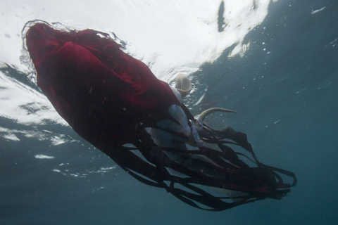 Pałac Dożów w Genui: bilet wstępu na wystawę Moby Dick – Wieloryb.Pałac Dożów w Genui: wystawa Wieloryb Moby Dick.