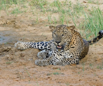 Yala National Park Safari Tours - Halve dag & Hele dag