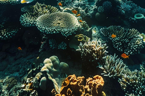 Yanbu: Beach Diving Experience with Instructor