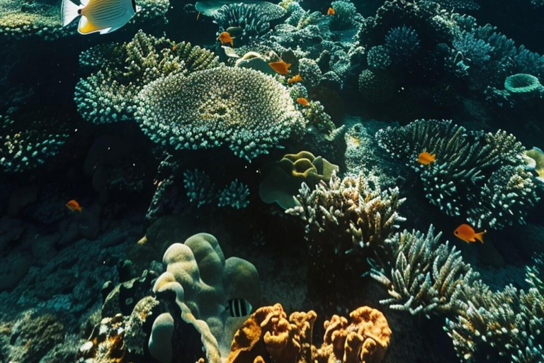 Yanbu: Beach Diving Experience with Instructor