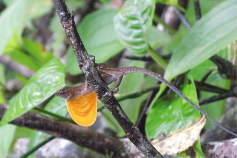 Uvita: Corcovado National Park Guided Hike with Lunch