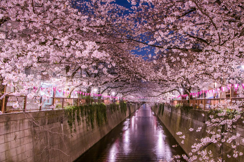 Tokyo: Mt. Fuji &amp; Hakone Cherry Blossoms Private Day Tour