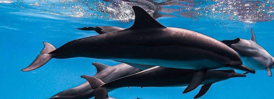 Nager avec les tortues, Starfish Adventure, The Rock, Paje Beach