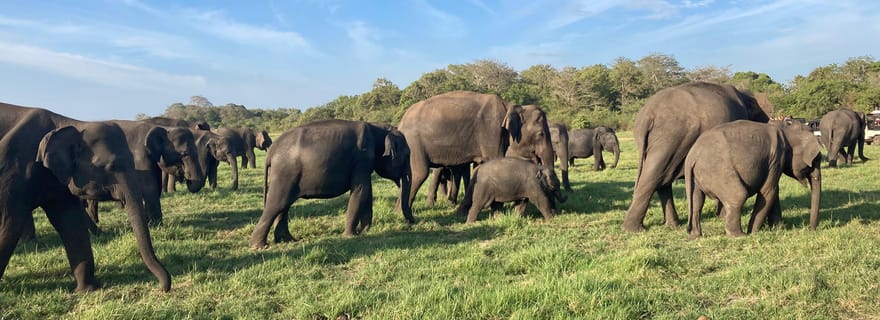 Depuis Sigiriya/Habarana : safari dans le parc national de Minneriya