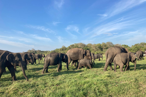 Minneriya National Park: Jeep Safari Include Entrance Fees