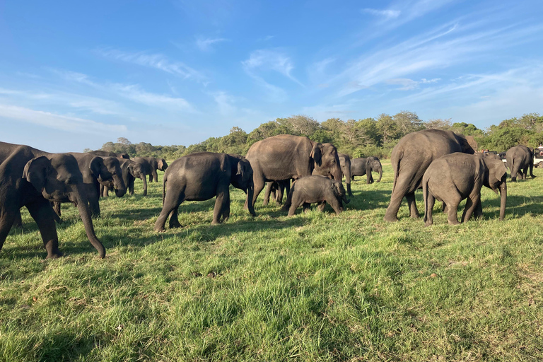 Minneriya National Park: Jeep Safari Include Entrance Fees