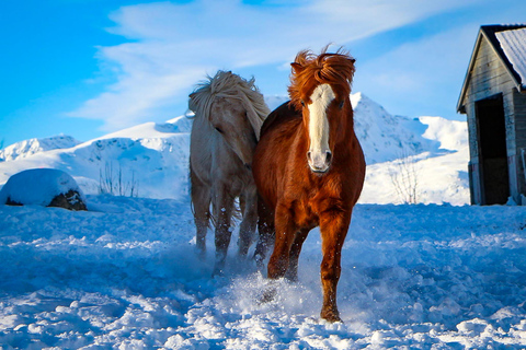 Tromsø: Visita all&#039;allevamento di cavalli Lyngen