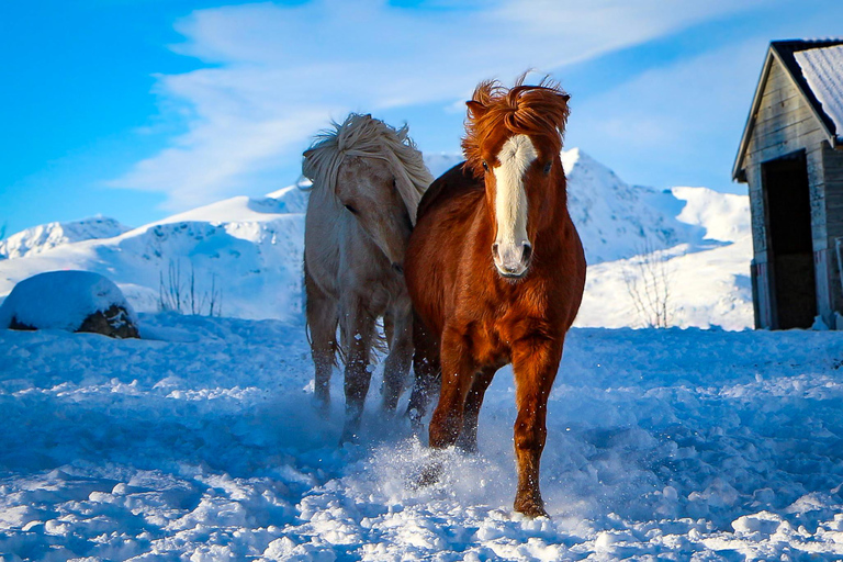 Tromsø: Visita all&#039;allevamento di cavalli Lyngen