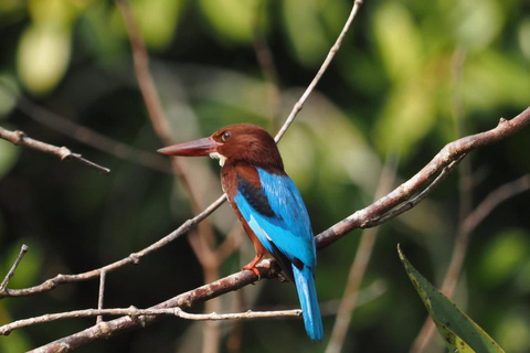 Mirissa: Vogels kijken op de Nilwala rivier en krokodillentocht