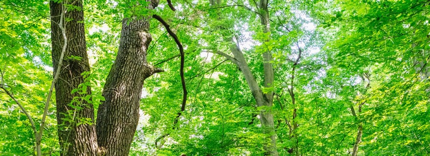 Budapest : Randonnée guidée dans les collines de Buda avec déjeuner facultatif