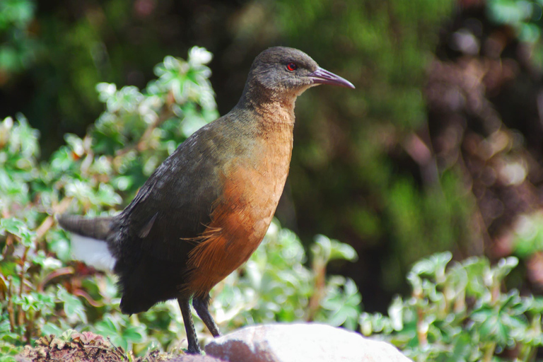 3 Tage in den Bale Mountains