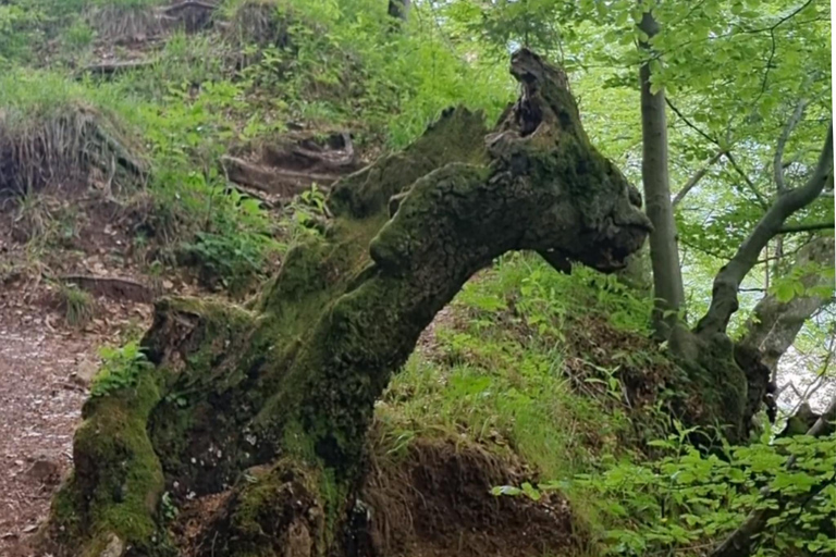 Bled: Guided Forest Meditation and a Personal Spirit Message