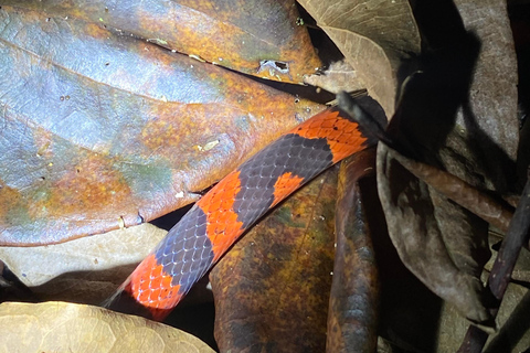 Manuel Antonio: Night tour with a naturalist guide. Night tour with a naturalist guide (transportation included)