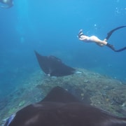 Nusa Penida: Manta Point and Gamat Bay Snorkeling Tour