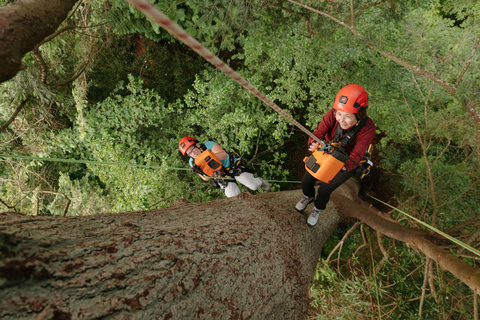 Vancouver Tree Climbing Tour: Canopy Expedition Adventure