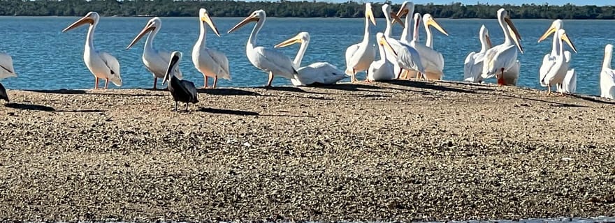 L'île paradisiaque : Tour en bateau pour observer les dauphins, les coquillages et les oiseaux.