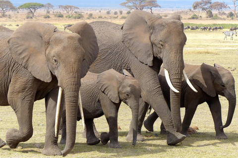 Kenia: Fly-In-Safari nach Amboseli vom Hafen Mombasa 2 TageKenia: Flugsafari nach Amboseli vom Hafen Mombasa, 2 Tage