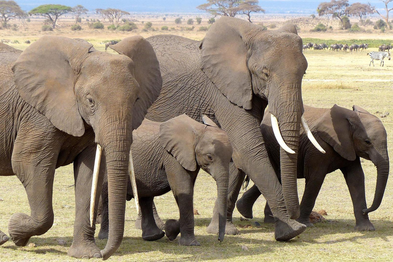 Kenia: Fly-In-Safari nach Amboseli vom Hafen Mombasa 2 TageKenia: Flugsafari nach Amboseli vom Hafen Mombasa, 2 Tage