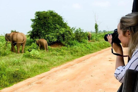 From Riu Hotel: Yala National Park Private Safari day trip