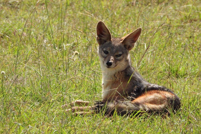 3 Days Tsavo East National Park safari from Nairobi 3 Days Tsavo East National Park