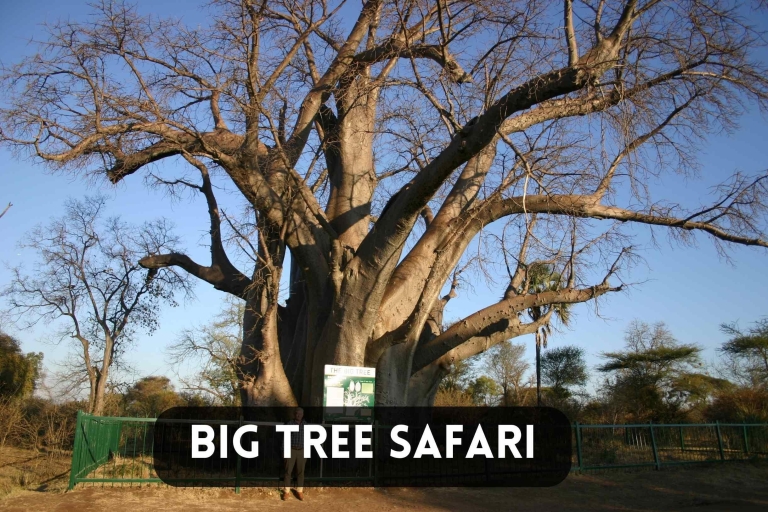 Wodospady Wiktorii: 4x4 Big Tree Safari w Parku Narodowym(Kopia) Wodospady Wiktorii: Safari 4x4 Baobab w Parku Narodowym