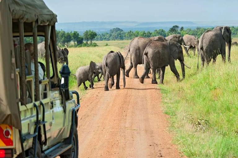 Från Nairobi: 3-dagars safari i Aberdare och Solio Ranch