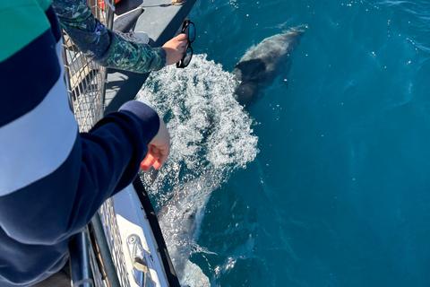 Estepona: Dolphins Searching Sea Cruise with Drink & Snacks Group Cruise