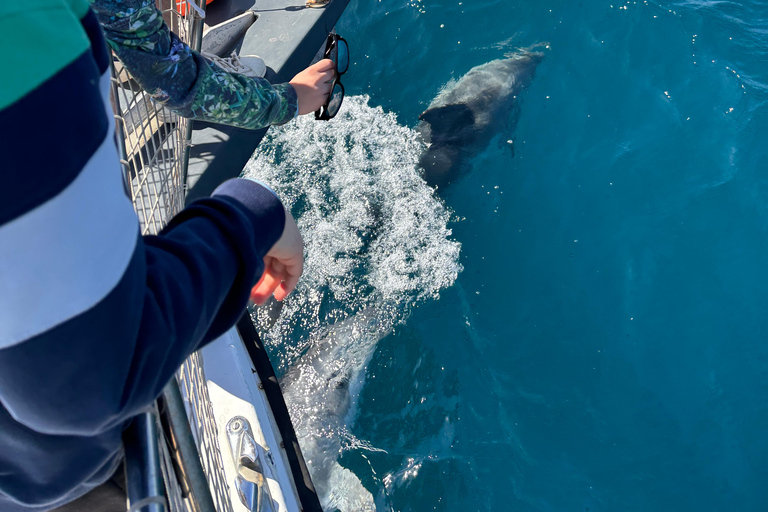 Estepona: Dolphins Searching Sea Cruise with Drink & Snacks Group Cruise