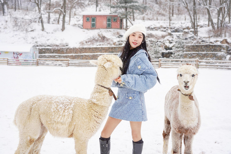 Seoul: Alpaca World, Railbike and opt Garden of Morning Calm Alpaca+Bike Shared Tour, Meet at Dongdaemun