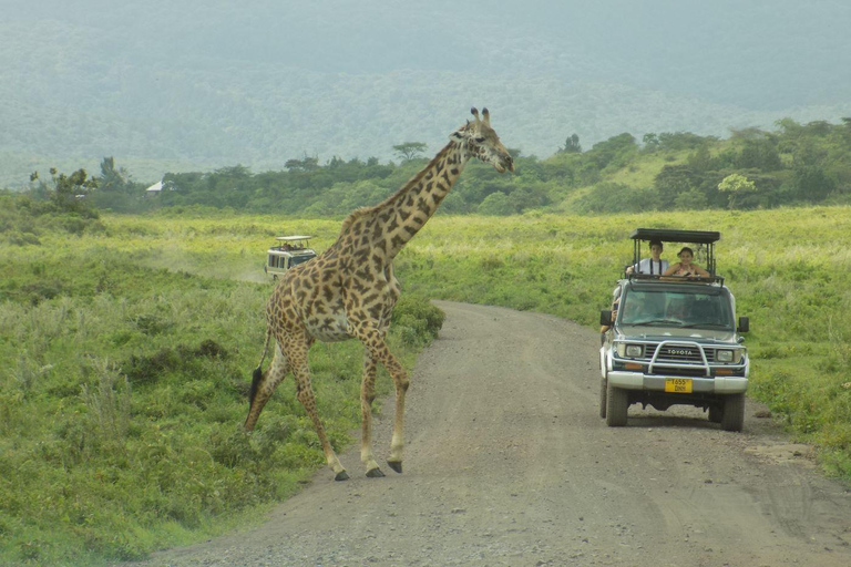 Arusha Park Memorable Safari Tour