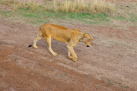 Nairobi National Park