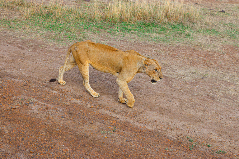 Nairobi National Park: Half-Day TripNairobi National Park: Half-Day Trip in a 4X4