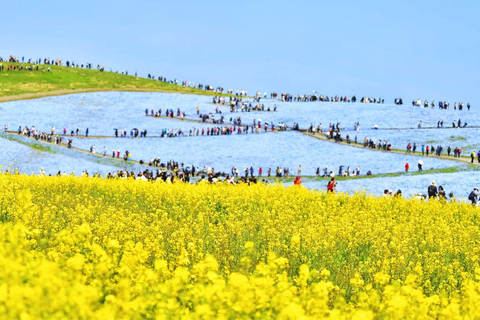 Tokyo & Ibaraki Tour: Hitachi Seaside Park & Adachi Wisteria