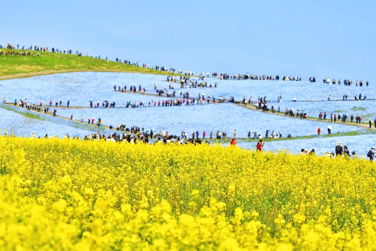 Tokyo & Ibaraki Tour: Hitachi Seaside Park & Adachi Wisteria