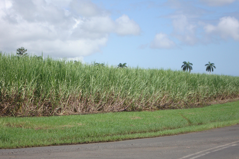 Private: Dominican Countryside Buggy Adventure