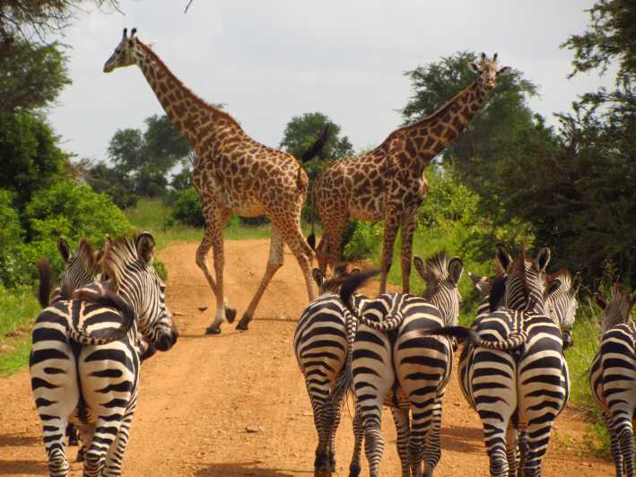 6 days Tanzania wildlife and cultural adventure