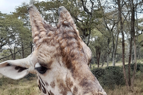 Nairobi: Parco nazionale, orfanotrofio degli elefanti e tour delle giraffe