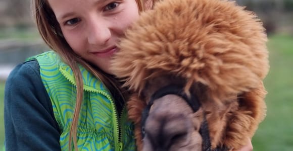 Wandern mit Alpakas - Domačija Loncnar - Bohinj