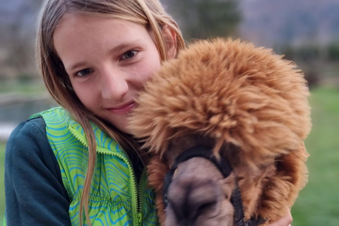 Walking with alpacas - Domačija Loncnar - Bohinj