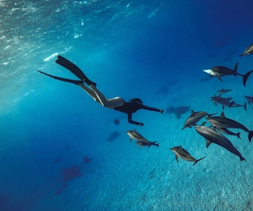 Hurghada or Makadi: Discover the Magic of Dolphin House